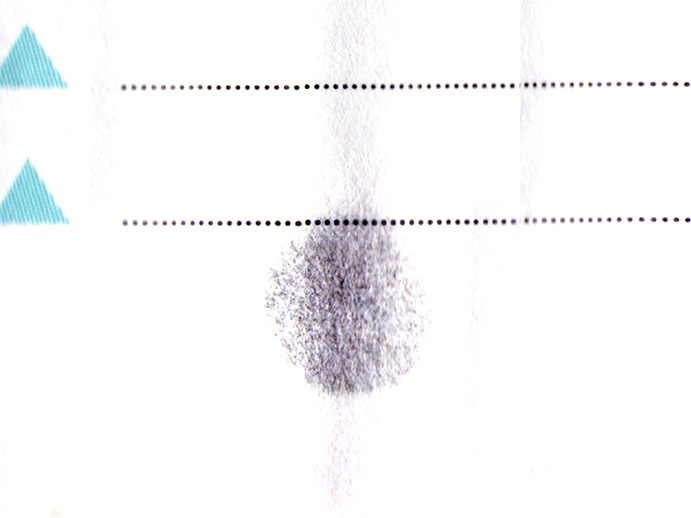 Plíseň